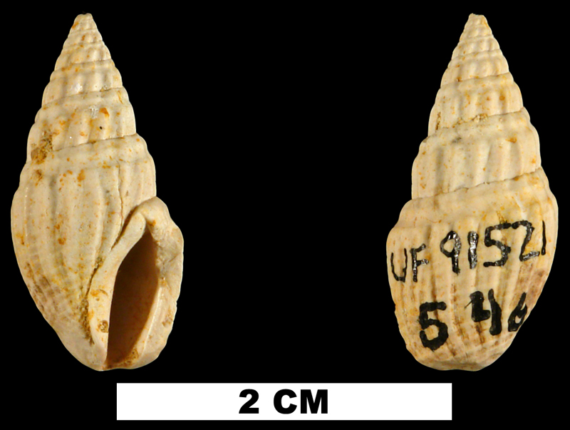 <i>Clavatula polyploka</i> from the Early Miocene Chipola Fm. of Calhoun County, Florida (UF 91521).