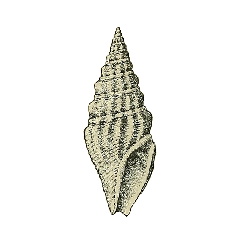 Specimen of <i>Clavatula vandenbroecki</i> figured by Maury (1910, pl. 2, fig. 8); 13 mm in length.