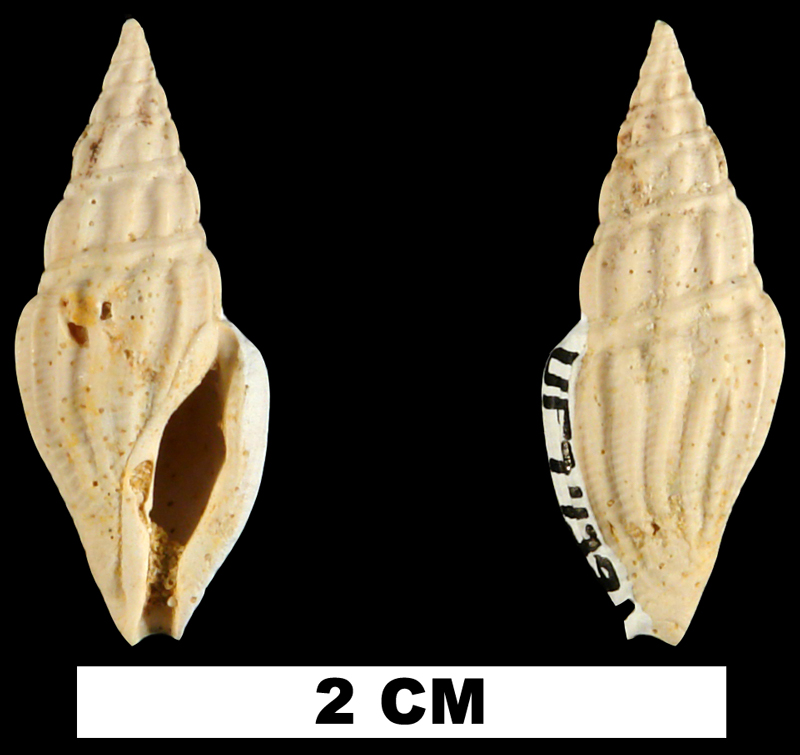 <i>Clavatula vandenbroecki</i> from the Early Miocene Chipola Fm. of Calhoun County, Florida (UF 74391).