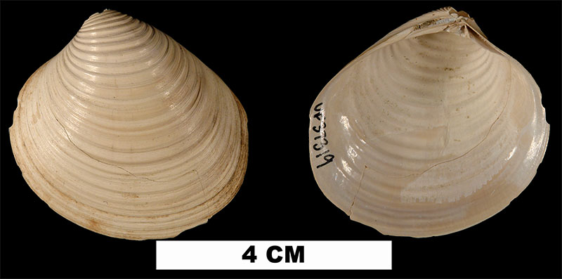 <i>Clementia grayi</i> from the Early Miocene Chipola Fm. of Calhoun County, Florida. (UF 37319).