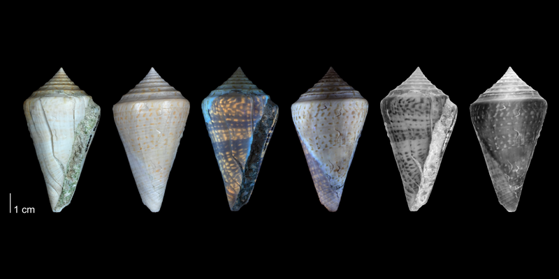 <i>Conasprella delessertii</i> from the Pleistocene Bermont Fm. of Miami-Dade County, Florida (PRI 54698). Specimen is shown under regular and ultraviolet light, which causes the original coloration pattern to be revealed.