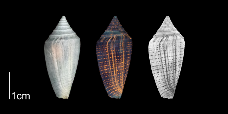 <i>Conasprella marylandica</i> from the Plio-Pleistocene of Highlands County, Florida shown under regular and ultraviolet light, which causes the original coloration pattern to be revealed (PRI 70613).