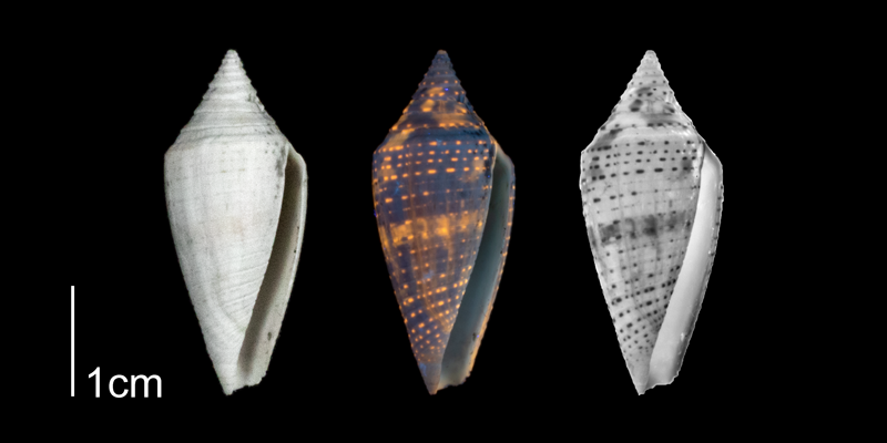 <i>Conasprella onisca</i> from the Plio-Pleistocene of Highlands County, Florida shown under regular and ultraviolet light, causing its original coloration pattern to be revealed (PRI 70612).