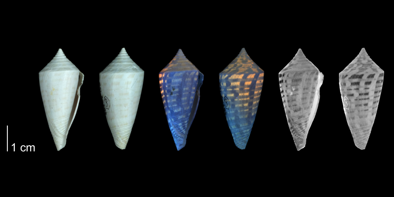 <i>Conus anabathrum</i> from the Plio-Pleistocene of Highlands County, Florida shown under regular and ultraviolet light, which causes the original coloration pattern of the shell to be revealed (PRI 54668).