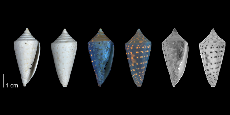 <i>Conus anabathrum</i> from the Plio-Pleistocene of Highlands County, Florida shown under regular and ultraviolet light, which causes the original coloration pattern of the shell to be revealed (PRI 54676).