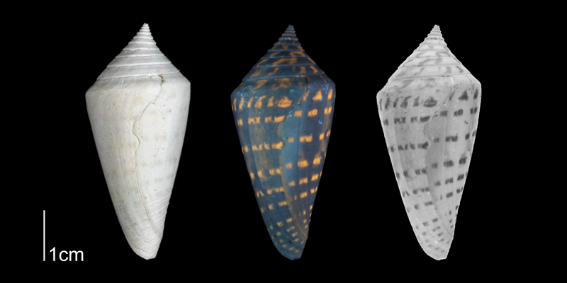 <i>Conus anabathrum</i> from the Plio-Pleistocene of Highlands County, Florida shown under regular and ultraviolet light, which causes its original coloration pattern to be revealed (PRI 70608).