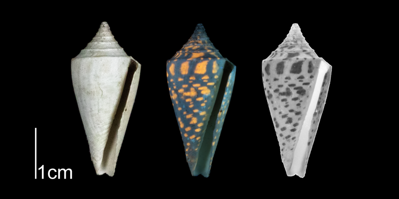 <i>Conus anabathrum</i> from the Plio-Pleistocene of Highlands County, Florida shown under regular and ultraviolet light, which causes its original coloration pattern to be revealed (PRI 70616).