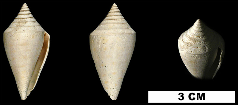 <i>Conus anabathrum</i> from the Late Pliocene Tamiami Fm. (Pinecrest Beds) of Miami-Dade County, Florida (UF 13495).