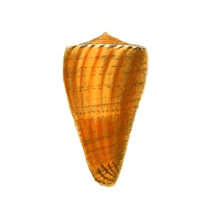 Specimen of <i>Conus daucus</i> figured by Reeve (1843, pl. 20, fig. 114); scale unclear.