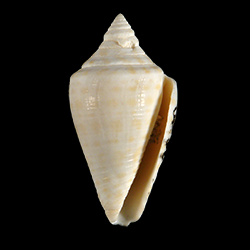Conus evergladesensis
