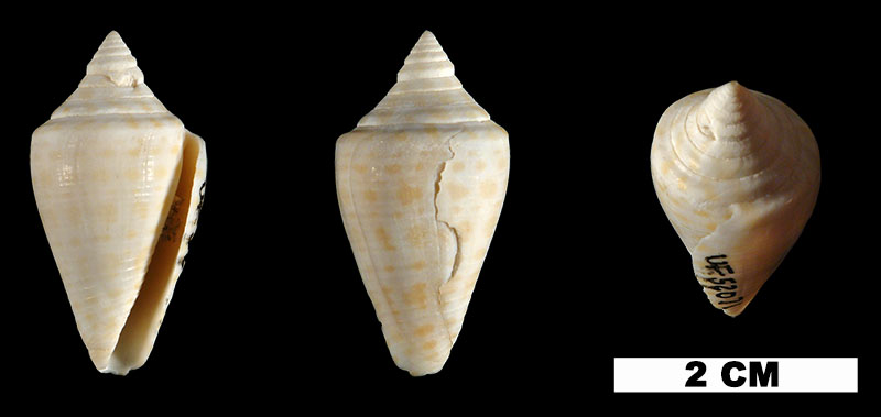 <i>Conus evergladesensis</i> from the Middle Pleistocene Bermont Fm. of Palm Beach County, Florida (UF 52071).