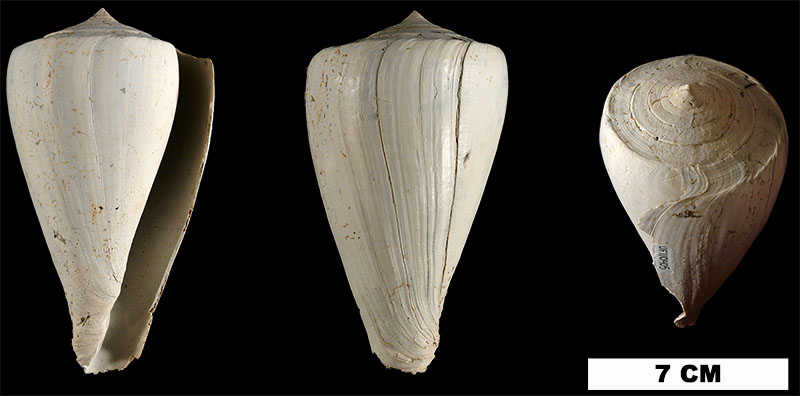 <i>Conus haytensis</i> from the Plio-Pleistocene (formation unknown) of Hendry County, Florida (UF 110405).