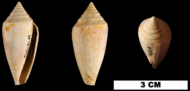 <i>Conasprella marylandica</i> from the Late Pliocene Duplin Fm. of Columbus/Robeson Counties, North Carolina (UF 187392).
