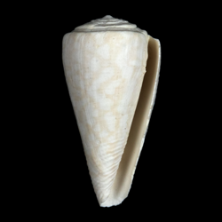 Conus paranobilis