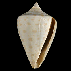 Conus spuroides