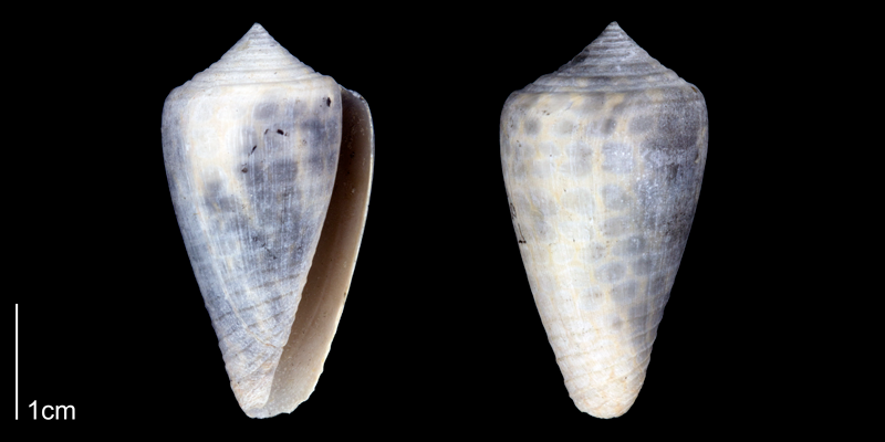 <i>Conus yaquensis</i> from the Late Pliocene Tamiami Fm. of Sarasota County, Florida (PRI 70345). Photographed under ultraviolet light to reveal original pattern.