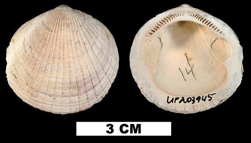 <i>Costaglycymeris subovata</i> from the Late Pliocene Tamiami Fm. (Pinecrest Beds) of Okeechobee County, Florida (UF 203945).