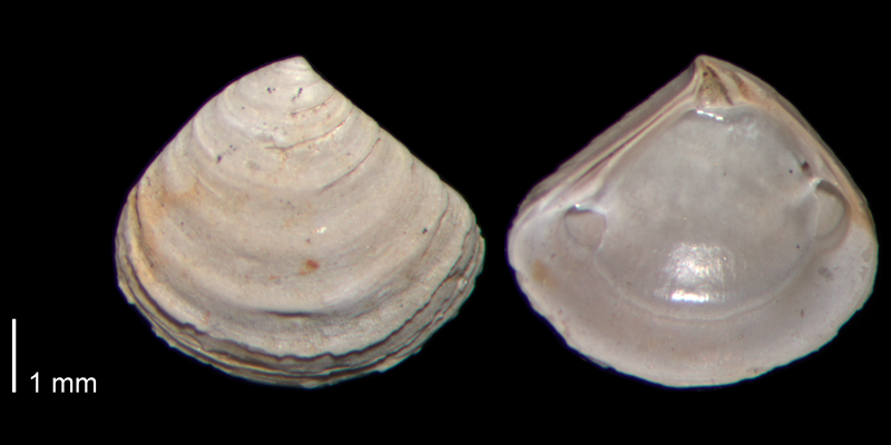 <i>Crassinella lunulata</i> from the Early Pleistocene James City Fm. of Beaufort County, North Carolina (PRI 70487).