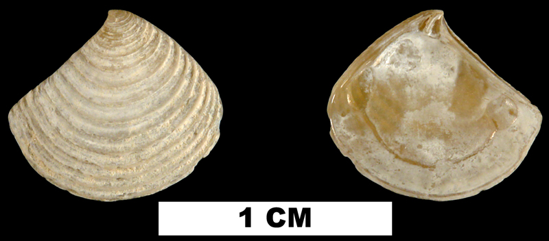 <i>Crassinella lunulata</i> from the Middle Pleistocene Bermont Fm. of Palm Beach County, Florida (UF 122794).