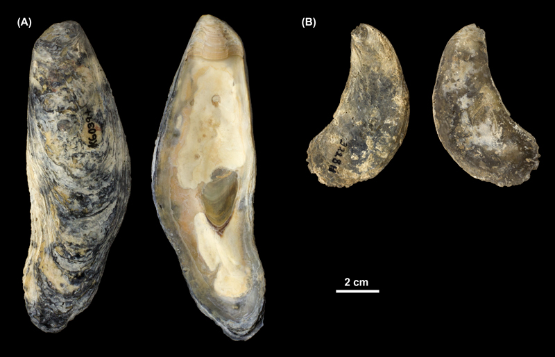 <i>Crassostrea virginica</i> right valves from (A) the Pleistocene Talbot Fm. of St. Mary's County, Maryland (PRI 69993) and (B) the Pliocene Tamiami Fm. of Florida (unknown county; PRI 69994).