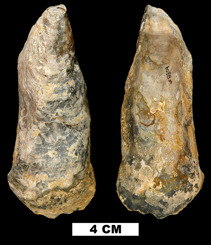 <i>Crassostrea normalis</i> from the Early Miocene Chipola Fm. of Calhoun County, Florida (UF 8809).