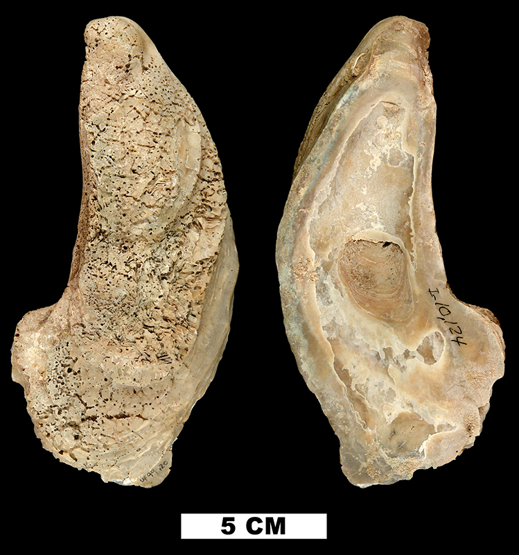 <i>Crassostrea virginica</i> from the Early Pleistocene Caloosahatchee Fm. of Hendry County, Florida (UF 99420).