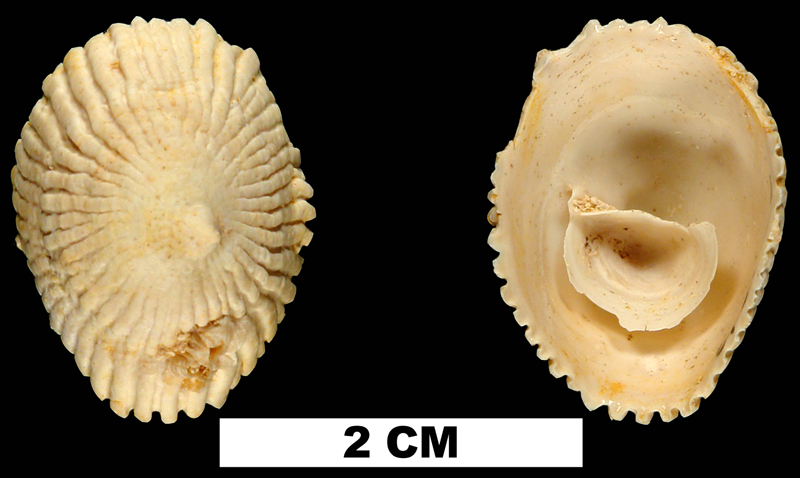 <i>Crucibulum chipolanum</i> from the Early Miocene Chipola Fm. of Calhoun County, Florida (UF 67750).