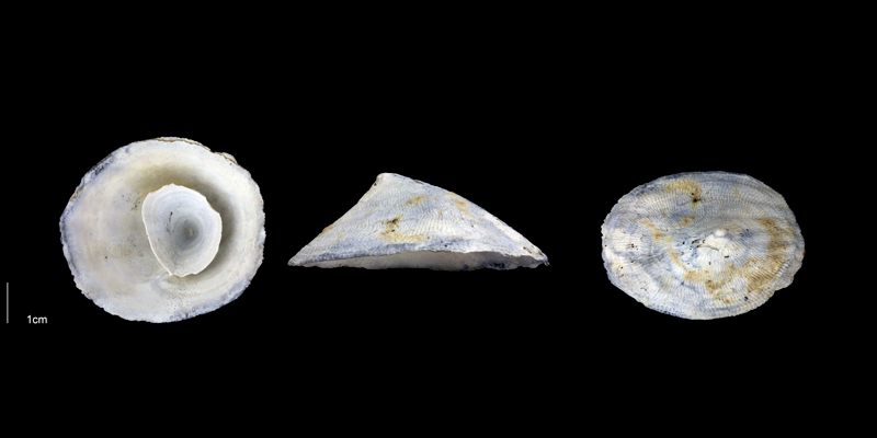 <i>Crucibulum multilineatum</i> from the Early Pleistocene Tamiami Fm. (Pinecrest Beds) of Sarasota County, Florida (PRI 70073).