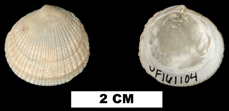 <i>Ctena orbiculata</i> from the Middle Pleistocene Bermont Fm. of Palm Beach County, Florida (UF 161104).