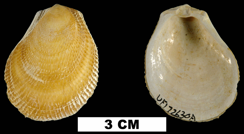 <i>Ctenoides floridana</i> from the Late Pliocene Tamiami Fm. (Pinecrest Beds) of Sarasota County, Florida (UF 172630).