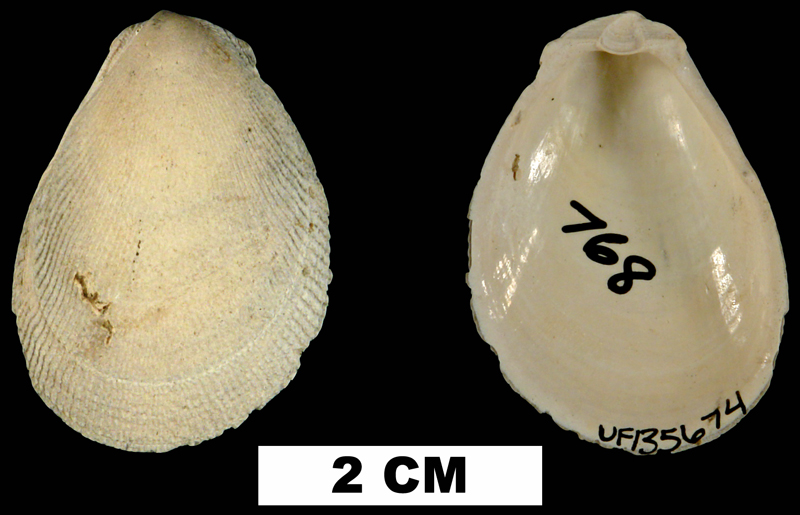 <i>Ctenoides mitis</i> from either the Early Pleistocene Caloosahatchee Fm. or Middle Pleistocene Bermont Fm. of Glades County, Florida (UF 135674).
