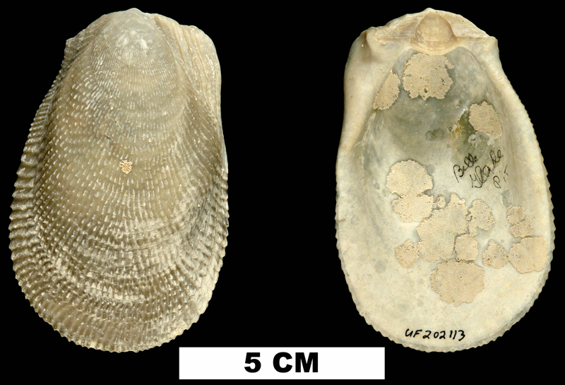 <i>Ctenoides scaber</i> from the Middle Pleistocene Bermont Fm. of Palm Beach County, Florida (UF 202113).