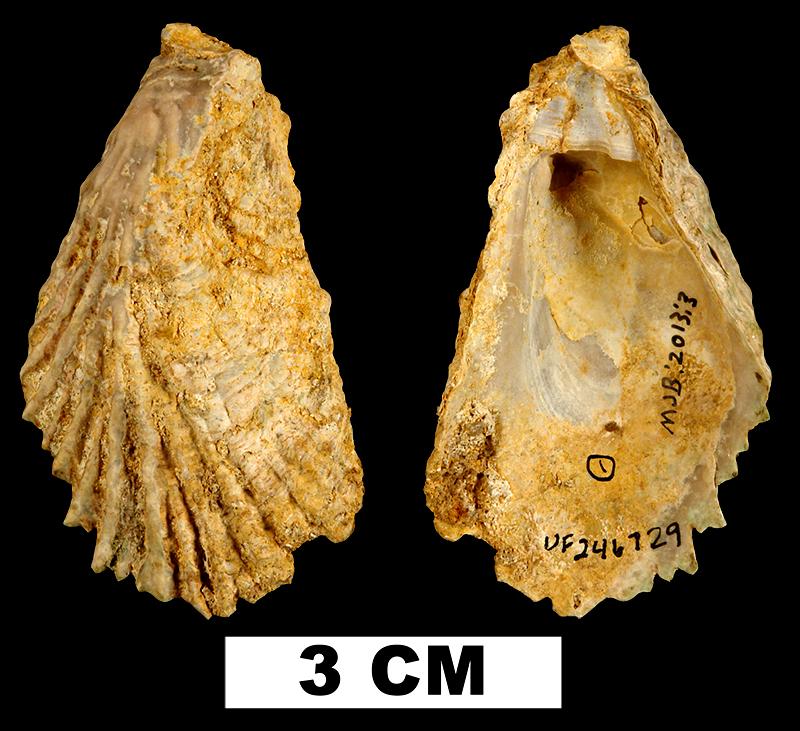 <i>Cubitostrea rugifera</i> from the Early Miocene Chipola Fm. of Liberty County, Florida (UF 246729).