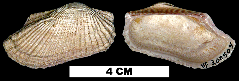 <i>Barbatia candida</i> from the Middle Pleistocene Bermont Fm. of Palm Beach County, Florida (UF 200504).