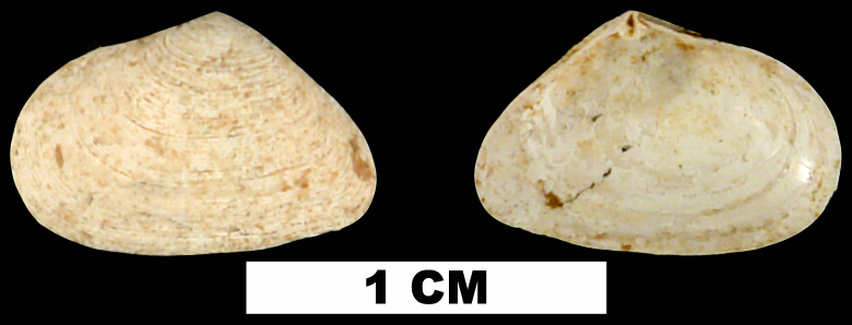 <i>Cumingia tellinoides</i> from the Middle Pleistocene Bermont Fm. of Glades County, Florida (UF 55647).