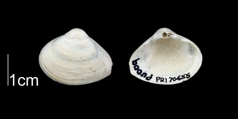 <i>Cumingia vanhyningi</i> from the Plio-Pleistocene Nashua Fm. of Putnam County, Florida (PRI 70655).
