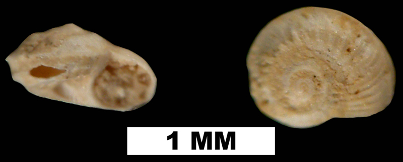 <i>Cyclostremiscus bartschi</i> from the Late Pliocene Jackson Bluff Fm. of Leon County, Florida (UF 78108).