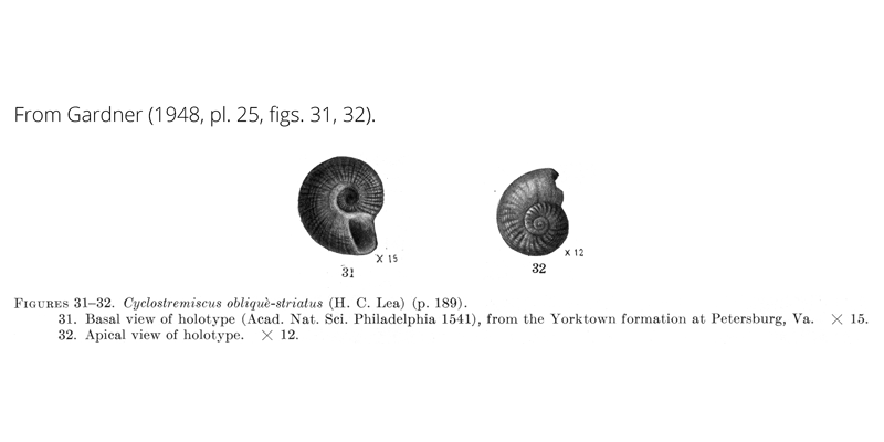 <i>Cyclostremiscus obliquestriatus</i> from Gardner (1948), pl. 25, figs. 31, 32. Holotype, ANSP 1541. Yorktown Formation, Petersburg, Virginia.