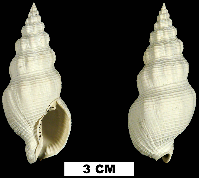 <i>Cymatophos lindae</i> from the Plio-Pleistocene (formation unknown) of Sarasota County, Florida (UF 149012).