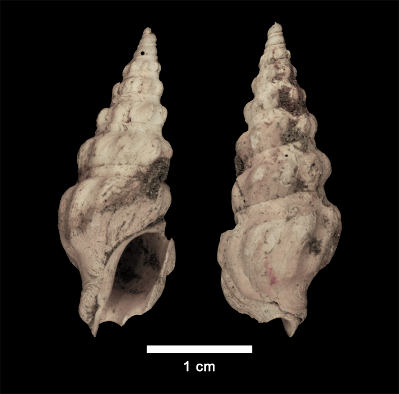 <i>Cymatosyrinx lunata</i> from the Late Pliocene Yorktown Formation of Isle of Wight County, Virginia (SDSM 112642).