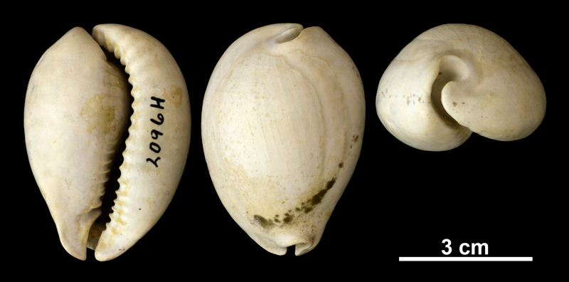 <i>Siphocypraea carolinensis</i> from the Plio-Pleistocene (formation unknown) of Okeechobee County, Florida (PRI 69853).