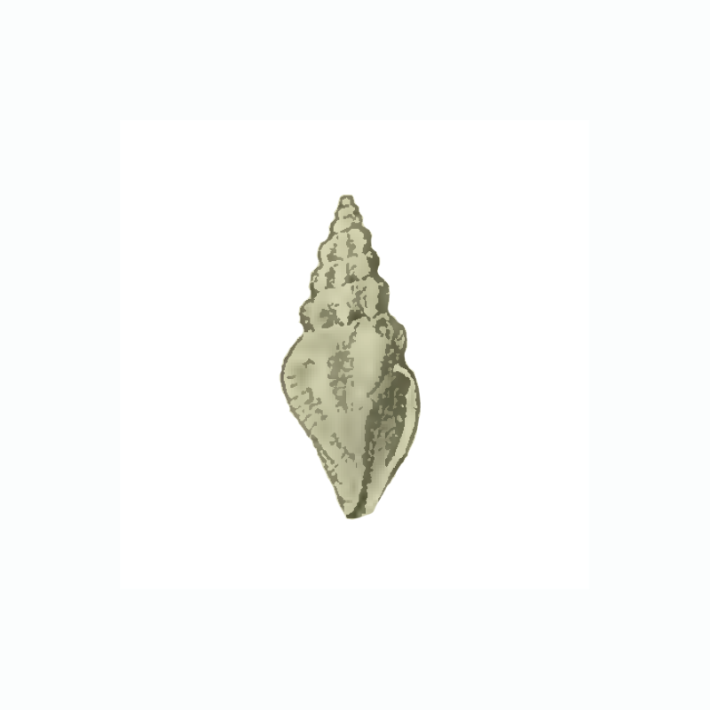 Specimen of <i>Cytharella isabellae</i> figured by Maury (1910, pl. 3, fig. 3); 5 mm in length.