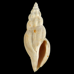 Cytharella isabellae