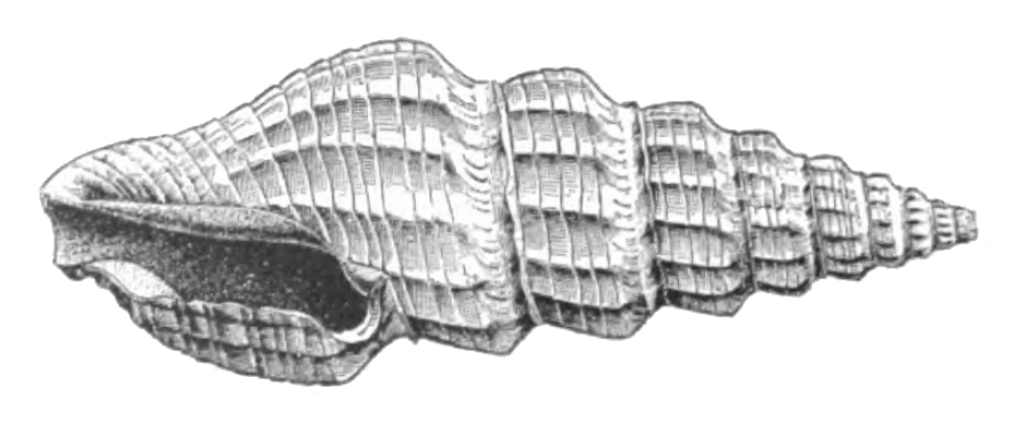 Specimen of <i>Pyrgospira acurugata</i> figured by Dall (1890, pl. 2, fig. 12); 21.2 mm in length.