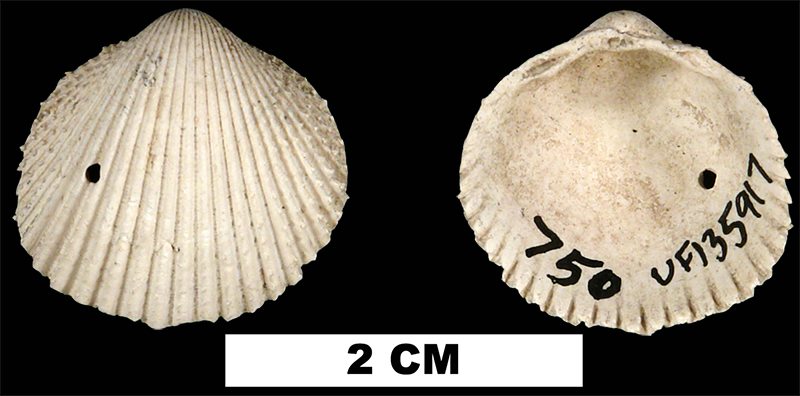 <i>Dallocardia muricata</i> from the Middle Pleistocene Bermont Fm. of Palm Beach County, Florida (UF 135917).