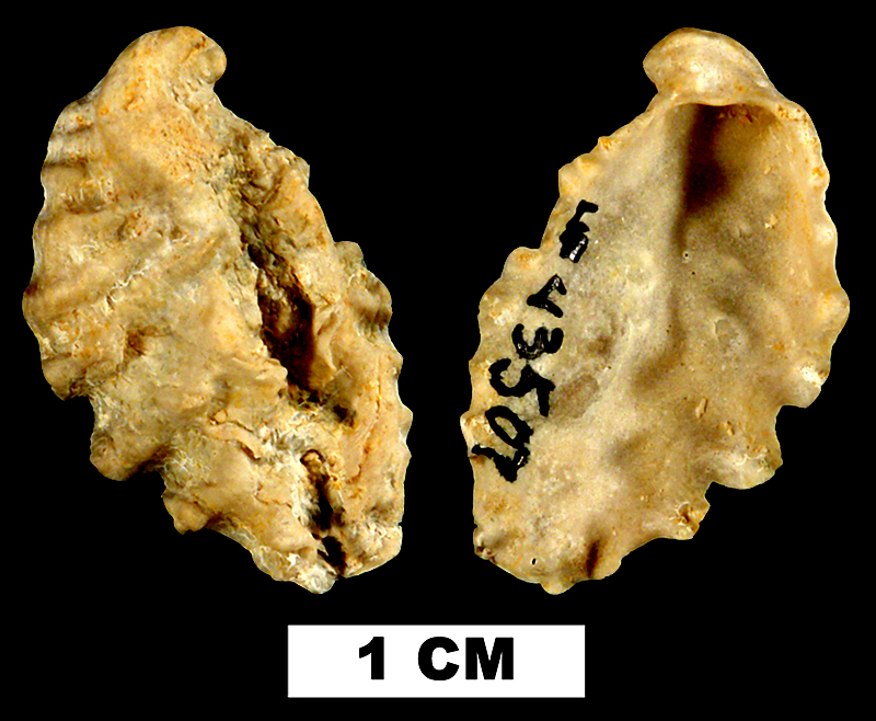 <i>Dendostrea frondicula</i> from the Early Miocene Chipola Fm. of Calhoun County, Florida (UF 43507).