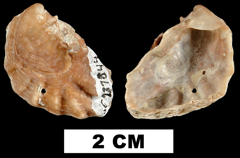<i>Dendostrea frons</i> from the Late Pliocene Tamiami Fm. (Pinecrest Beds) of Sarasota County, Florida (UF 237844).