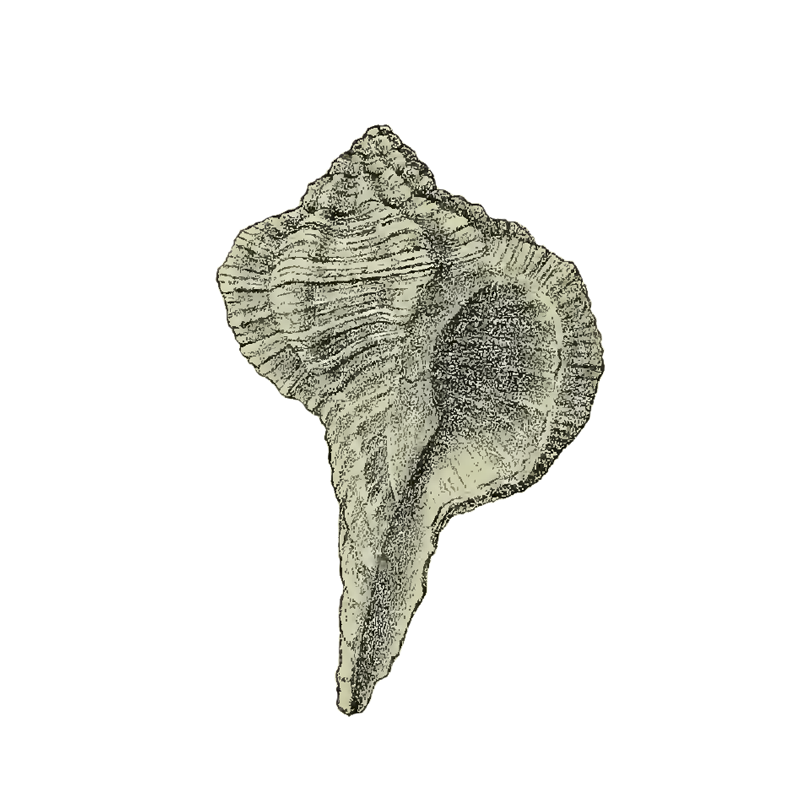 Specimen of <i>Dermomurex vaughani</i> figured by Maury (1910, pl. 6, fig. 6); 22.5 mm in length.