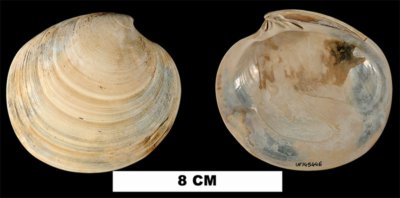 <i>Dosinia discus</i> from the Late Pleistocene Anastasia Fm. of Volusia County, Florida (UF 145446).