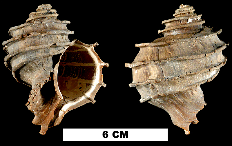 <i>Ecphora gardnerae</i> from the Late Pliocene Tamiami Fm. (Lower) of Sarasota County, Florida (UF 137299).